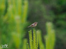 Stonechat - Kląskawka